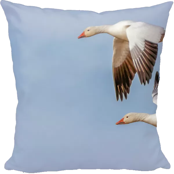 Snow geese flying. Bosque del Apache National Wildlife Refuge, New Mexico Date: 01-01-2000