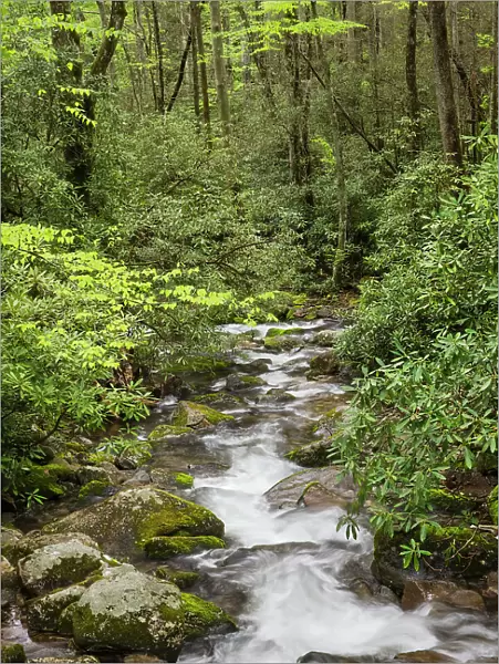 Cascading mountain stream, Great Smoky Mountains National Park, Tennessee, North Carolina Date: 04-05-2021