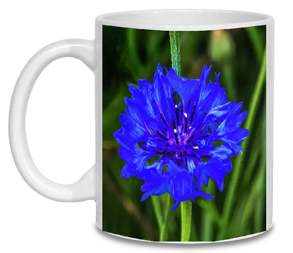 Colorful blue Bachelor's Button Cornflower blooming. Native to Europe now all over the World Date: 04-02-2021