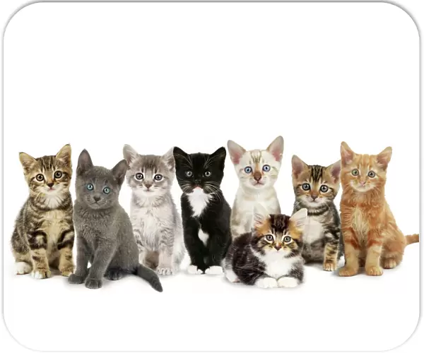 Cat - kittens line-up Digital Manipulation: Cats: JD-13392. JD-19530. JD-19878. JD-13867. JD-19602. JD-20689. JD-19119