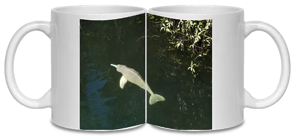 Amazon  /  Boto  /  Pink River Dolphin - swimming at surface