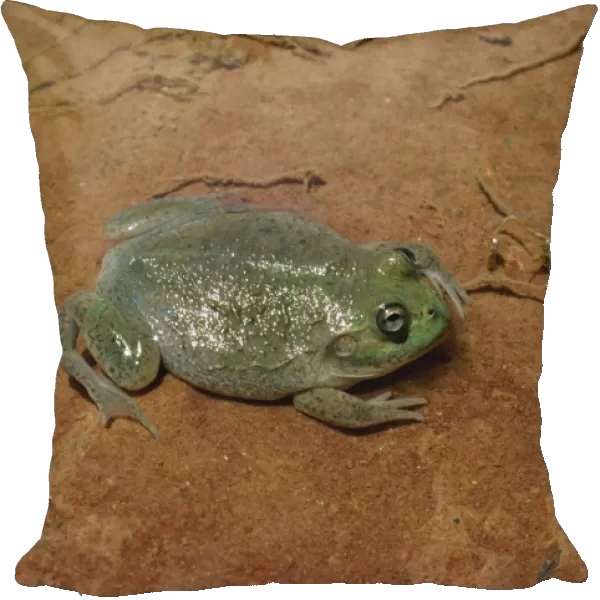 Water-holding Frog Australia