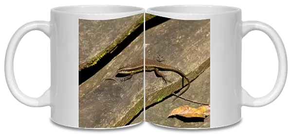Rough-scaled Brown Skink basking on planks of a wooden platform at Sukau Rainforest Lodge, typical in lowland rainforest of Kinabatangan river floodplain; Sabah, Borneo, Malaysia; June. Ma39. 3140