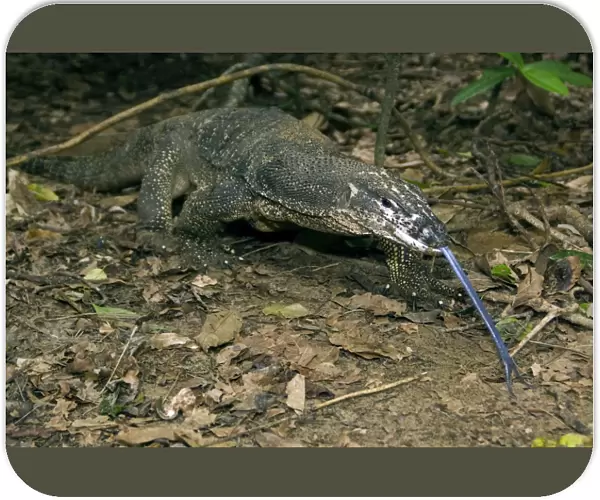 Palawan Monitor Lizard - searches for food along a public path with it's tongue outstretched (the tongue has a highly developed olfactory sense). A former subspecies of Varanus salvator, now considered as a part of same-name complex of species