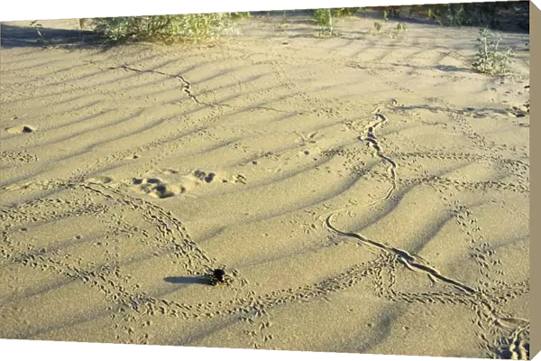Darkling Beetle - along with various prints left on sand after night activity of beetles, lizards and jerboa - sand dunes of Karakum desert - Turkmenistan - former CIS - Spring - April Tm31. 0386