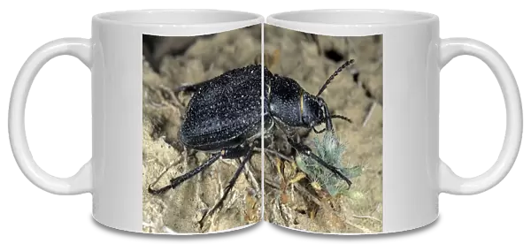 Darkling Beetle - feeds on plants near Karakum water-canal - Turkmenistan - Spring - April Tm31. 0380