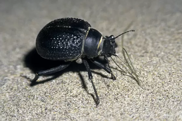 Darkling Beetle - active at dusk and dawn - feeds on grass sprouts in sand dunes of Central Karakum desert - one front leg is probably removed by a predator - Turkmenistan - former CIS - March - after sunset Tm25. 0019