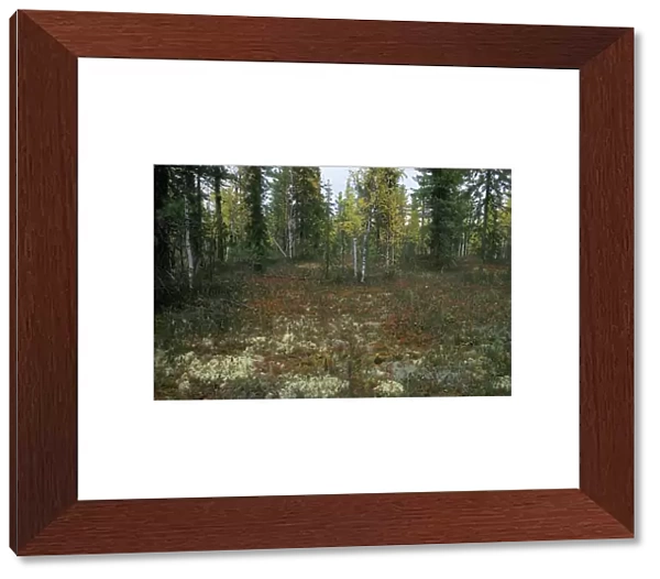 Autumn taiga-forest floor (lichens, various berries, mushrooms), typical near river Taz; autumn; North Tumen region, Siberia, Russia Tz30. 0563