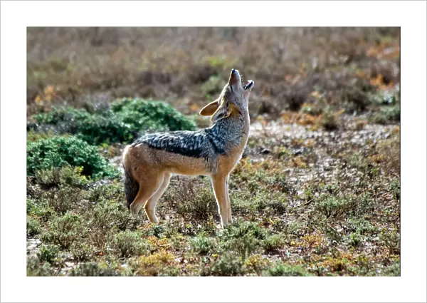 Black-backed Jackal - howling. Omnivorous. Occurs throughout southern Africa. Addo Elephant National Park, Eastern Cape, South Africa