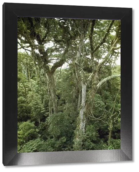 Cloud Forest Monteverde, Costa Rica