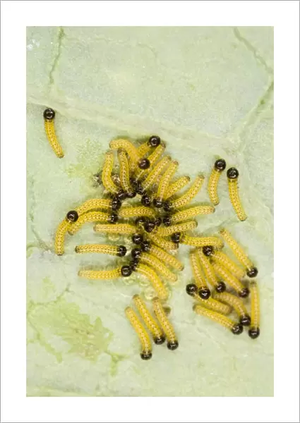 Large white - caterpillars just hatched - Bedfordshire UK 007687