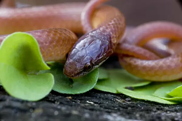 Pine Woods /  Wood Snake - Louisiana - United States