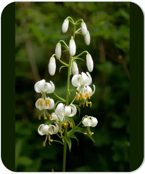 Turk's cap lily - The Lilium album is pure white with unspotted flowers. Devon garden, UK. June
