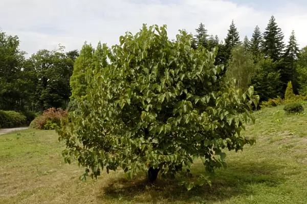 White Mulberry - approx. 10 years old, and seen at The National Pinetum, Bedgebury, Kent, UK. Aug