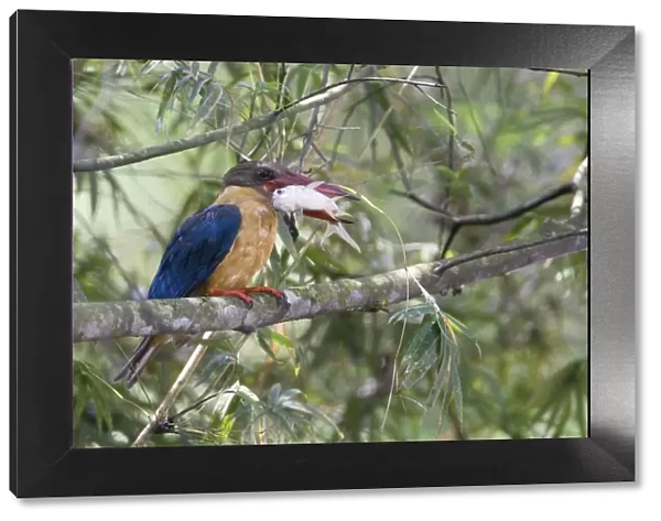 Stork-billed Kingfisher - with fish in mouth - Previously Halcyon capensis