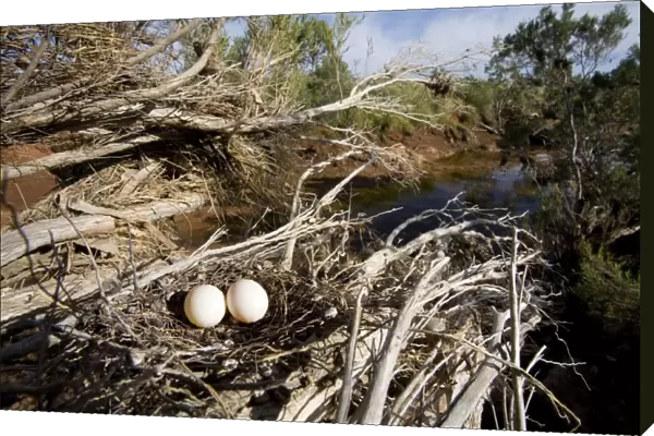 Diamond Dove - nest showing surrounding habitat - Poison Creek, near Canteen Creek aboriginal community, central Northern Territory, Australia