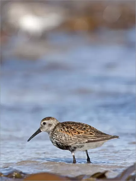 Dunlin - Single adult standing in shallow water on the coast. North Uist, Outer Hebrides, Scotland, UK