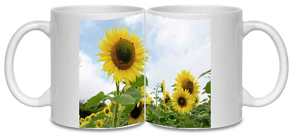 Sunflowers with honey bees. UK