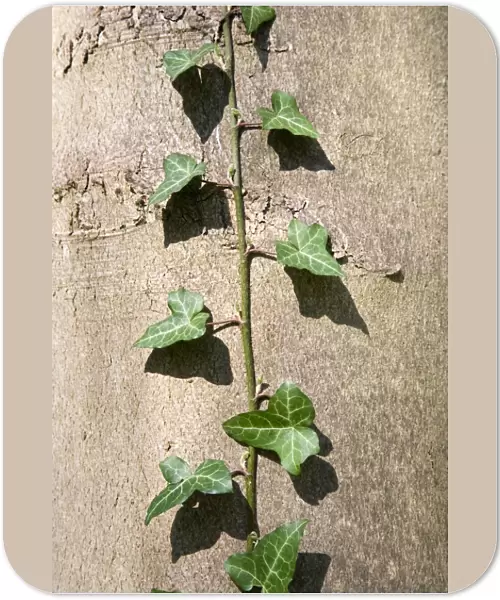 Ivy Climbing Poplar trunk Derbyshire UK