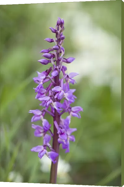 Early Purple Orchids - Growing on a Norfolk roadside verge (A Norfolk CC roadside nature reserve)
