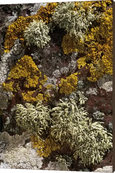 Lichen Sea Ivory Skokholm Island Nature Reserve, Wales