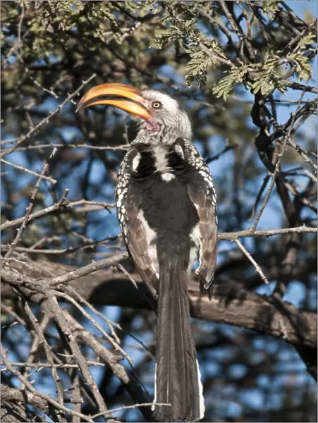 Southern Yellow-billed Hornbill - back view sitting in thorn tree - Etosha National Park - Namibia