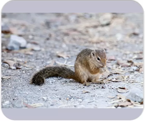 Tree squirrel - sitting up eating - Namibia