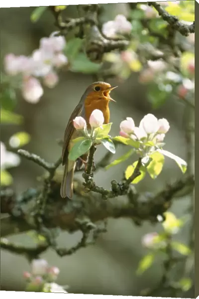 Robin - singing - in apple blossom