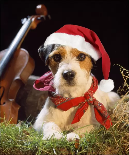 Jack Russell Terrier Dog - in gypsy setting wearing Christmas hat. Digital Manipulation: JD hat