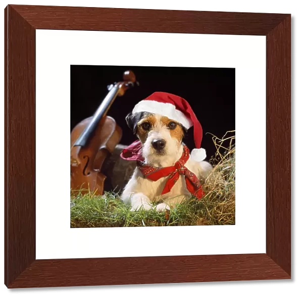 Jack Russell Terrier Dog - in gypsy setting wearing Christmas hat. Digital Manipulation: JD hat