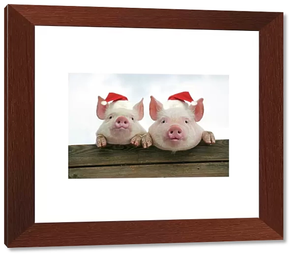PIGS. Piglets looking over door - wearing Christmas hats. Digital Manipulation: JD hats