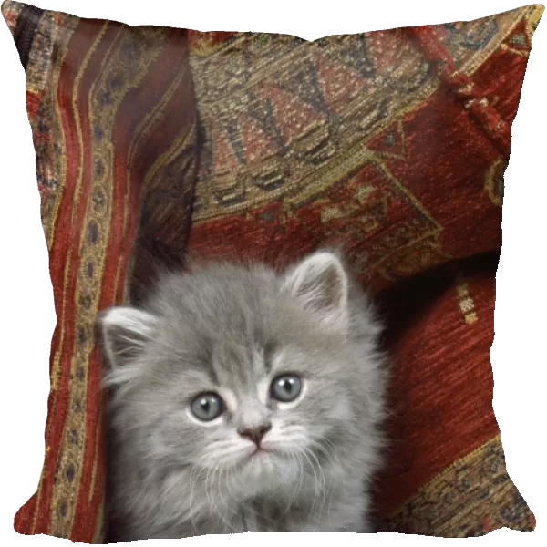 Cat - kitten with cushions