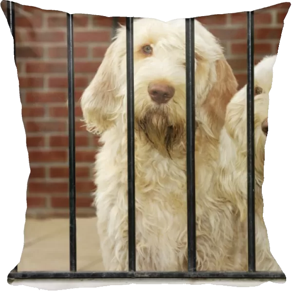 Dog. Spinones behind bars