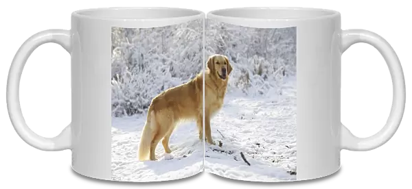 DOG. Golden retriever standing in the snow