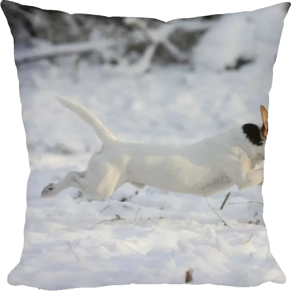 DOG. Jack russell terrier running through the snow
