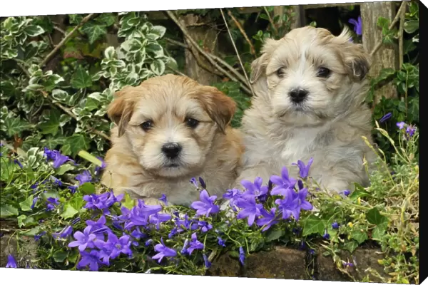 Dog. Teddy bear puppies sitting in purple flowers