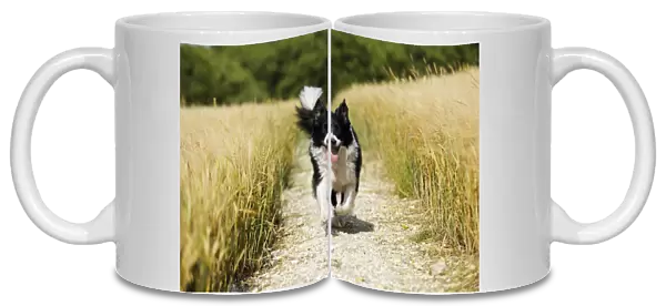Dog. Border Collie running down path