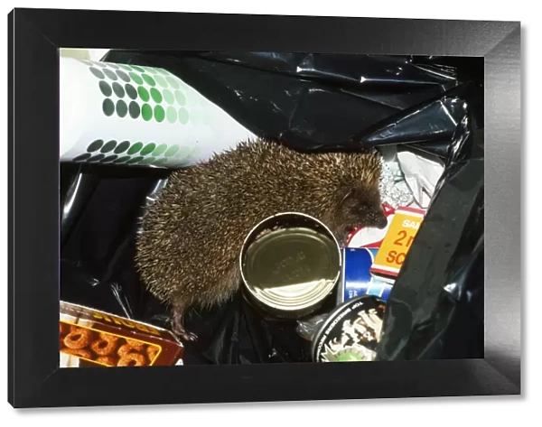 Hedgehog - in rubbish