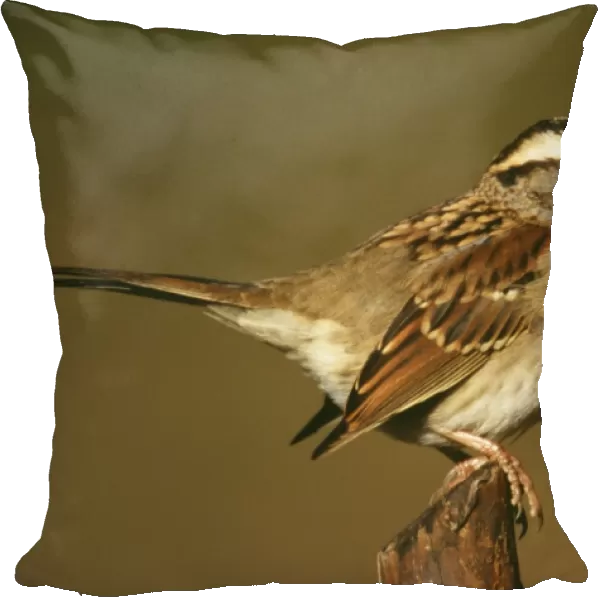 White-Throated Sparrow - Hamden Connecticut USA