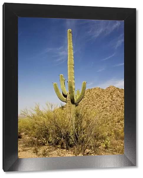 Saguaro Cactus - in Saguaro National Park, Arizona, July. USA