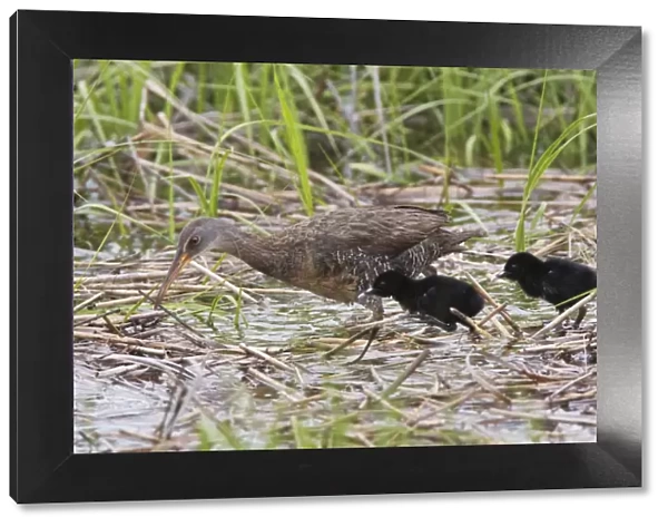 Clapper Rail - with chicks - June - CT - USA