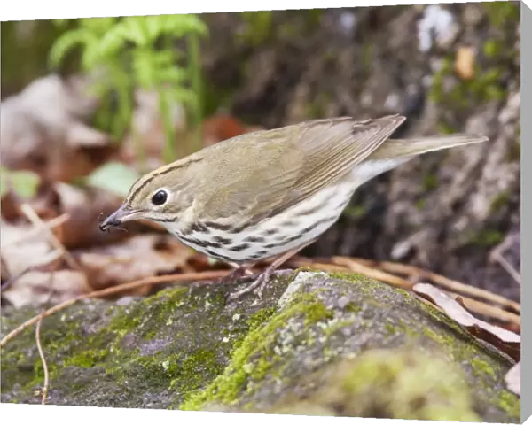 Ovenbird - with food in beak - May - CT - USA