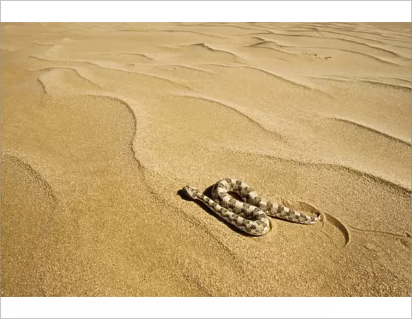 Horned Adder - Moving across the desert sands - adopting a side winding motion - Dunes - Namib Desert - Namibia - Africa