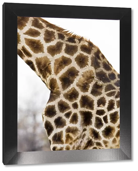 Giraffe - close up of skin patterns - Etosha National Park - Namibia - Africa