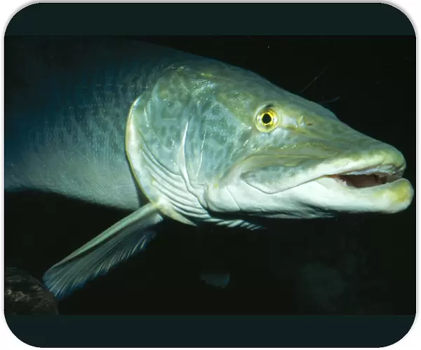Muskellunge Great Lakes of Mississippi River Basin, USA. Fam: Esocidae