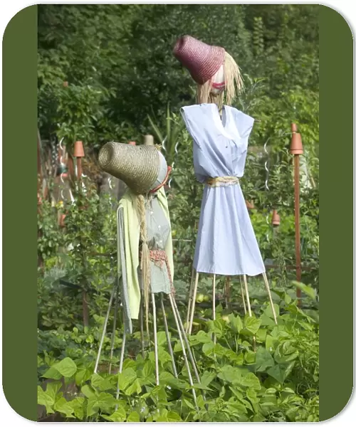 Scarecrows - in Allotment  /  Vegetable Garden  /  Kitchen Garden