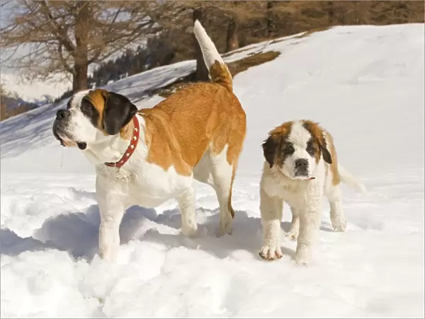 Dog - St Bernard - adult with puppy in snow