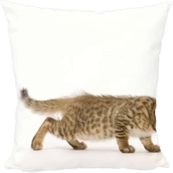 Cat - 8 week old Bengal kitten - in studio sniffing toy
