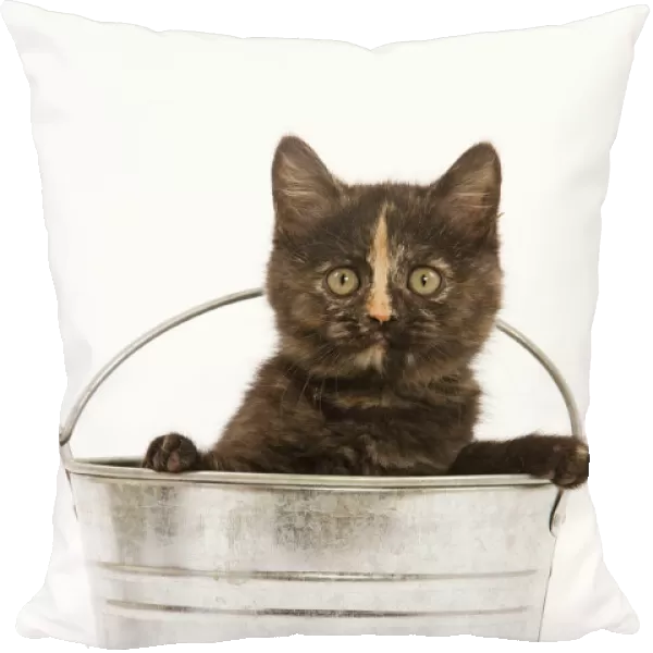Cat - 8 week old tortoiseshell British shorthair in studio in metal bucket