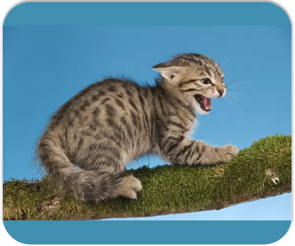 Cat - tabby kitten on tree branch in defensive posture - snarling